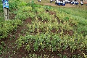Contrat de Subvention pour la mise en place des Jardins scolaires dans les écoles primaires de Kalehe au Sud-Kivu en territoire de Kalehe – WhatsApp Image 2026-07-29 at 22.38.10